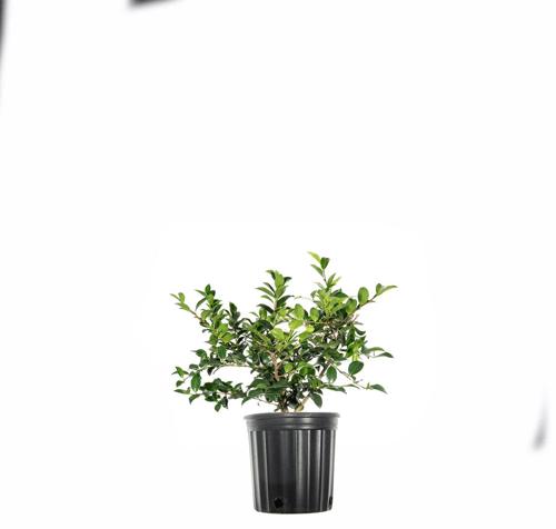 3 Gal. ShiShi Gashira Camellia Shrub - Hot Pink Blooms - Shade Tolerant Flowering Shrub